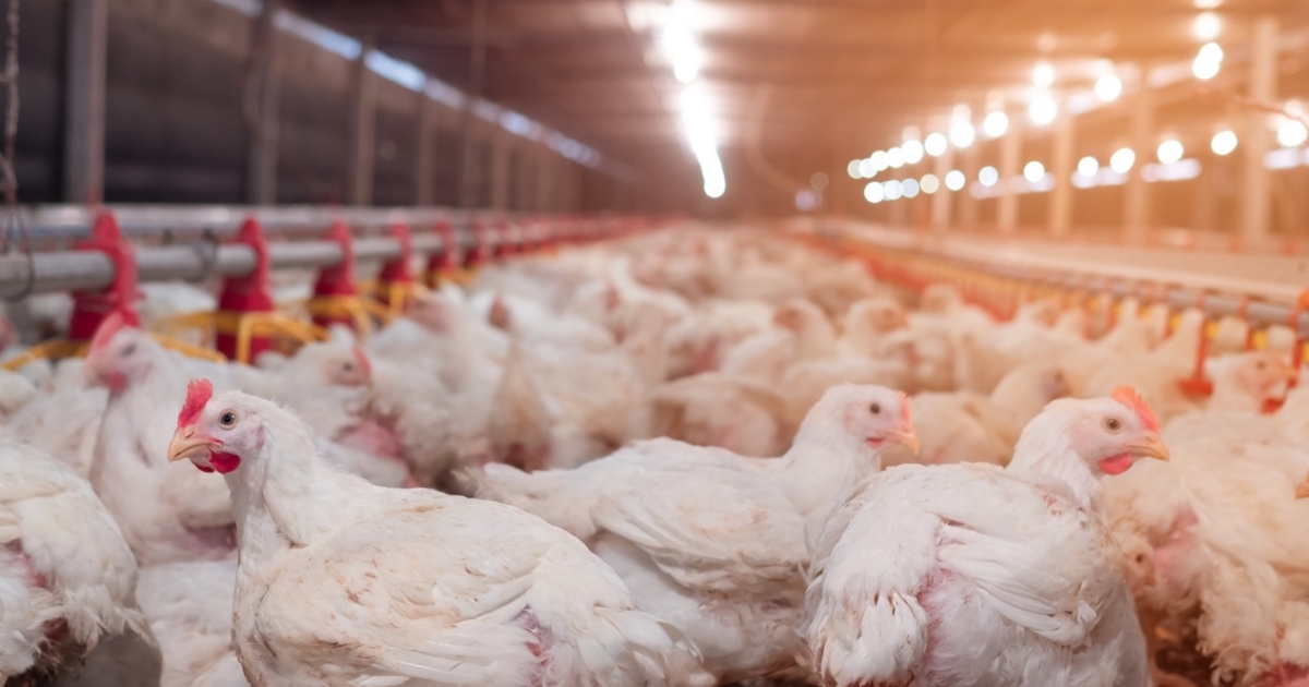 Un cas de grippe aviaire en Côte d Or Agribourgogne Terres de Bourgogne