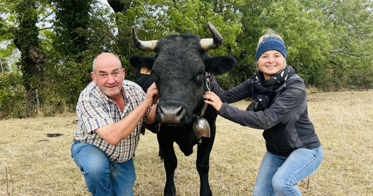 Connaissez Vous La Vache De Combat Agribourgogne Terres De Bourgogne