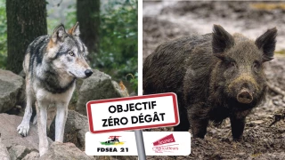 Dégâts de gibier, grands prédateurs : ça suffit !