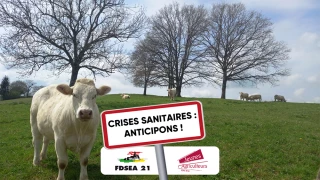 Élevage : surmonter les crises sanitaires