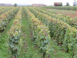 Un projet pilote pour les vins de Bourgogne en matière de réduction de l'empreinte carbone