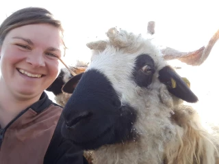 Des moutons pour tondre les parcelles de Vedrenne