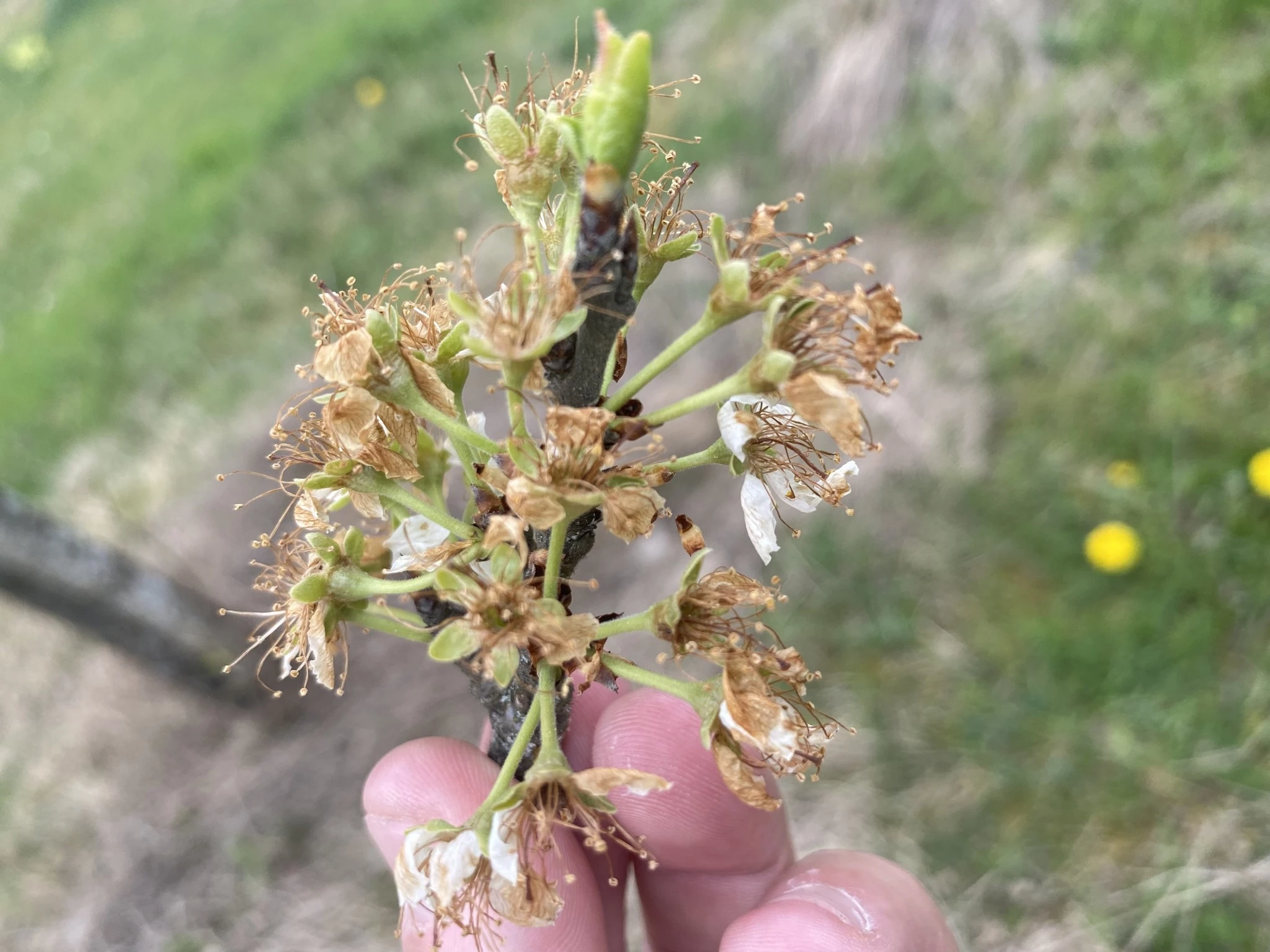 photo article cassis 3