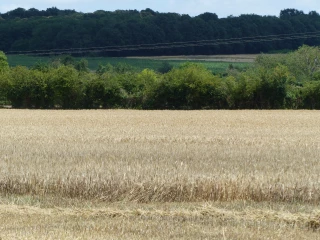 Céréales