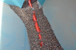 Le vrai du faux du colza associé