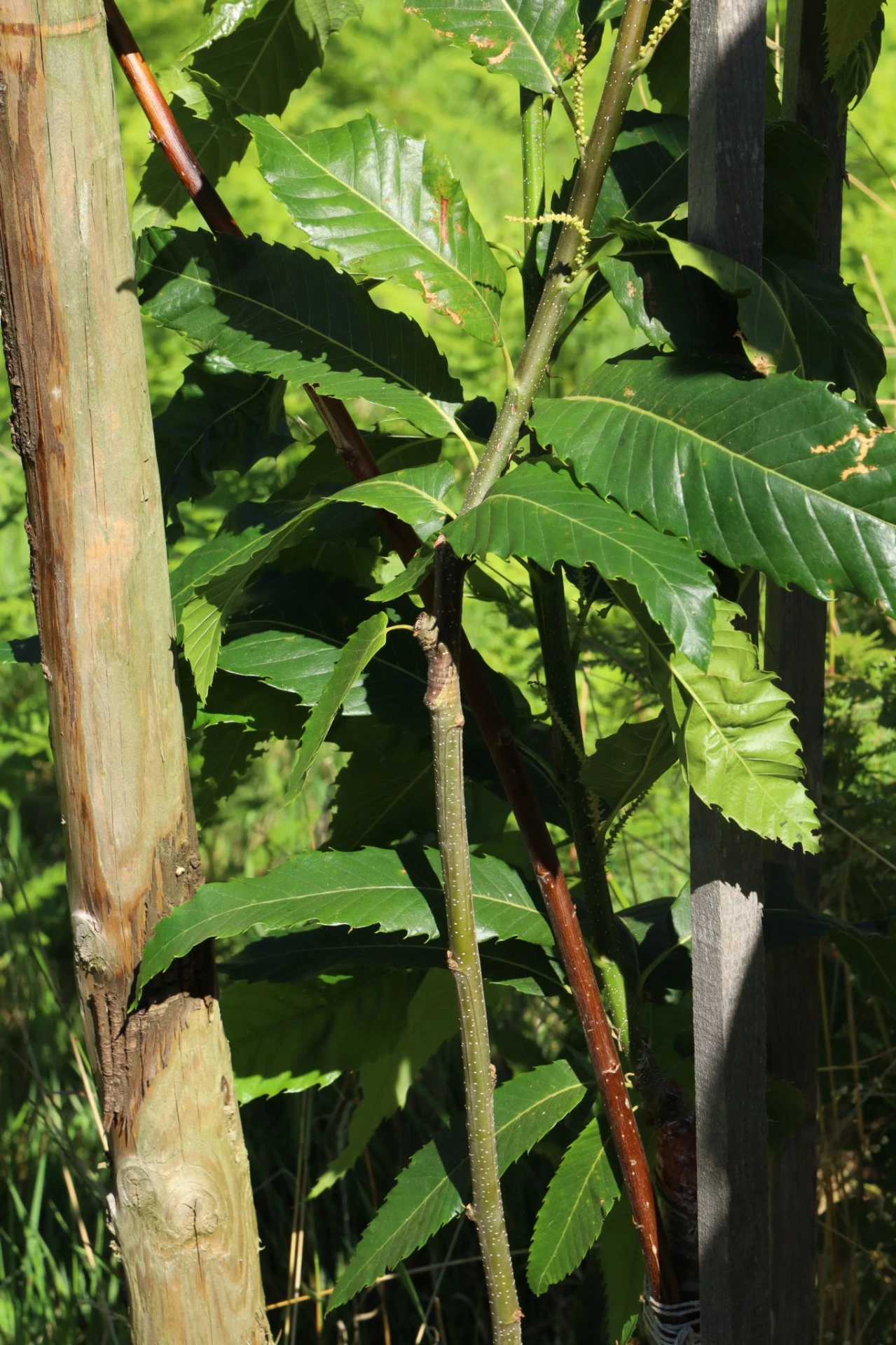 photo supplémentaire