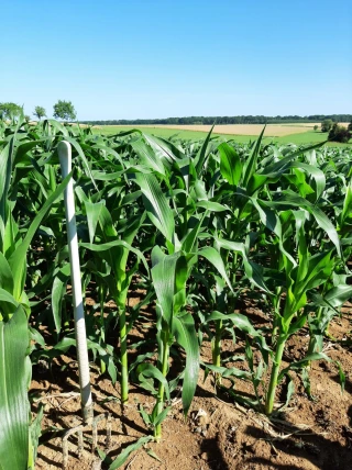 Maïs et sécheresse