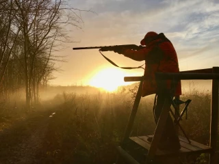 Le sanglier, sans formalités