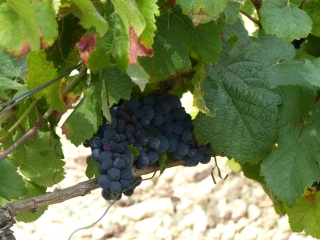 Vendanges