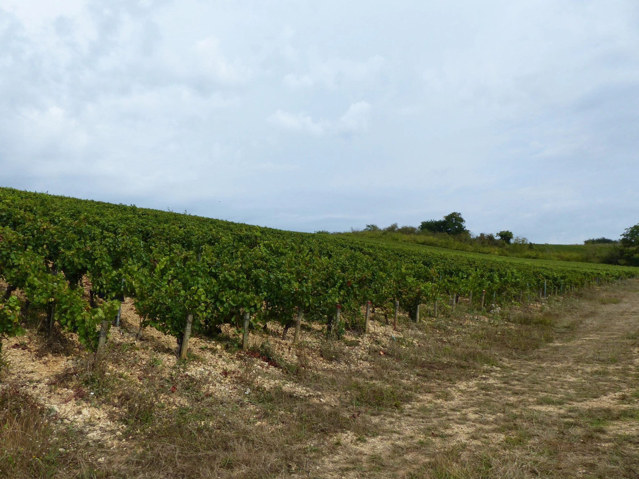 Vendanges