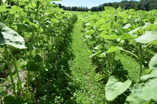 Le tournesol sous couvert testé en Bresse