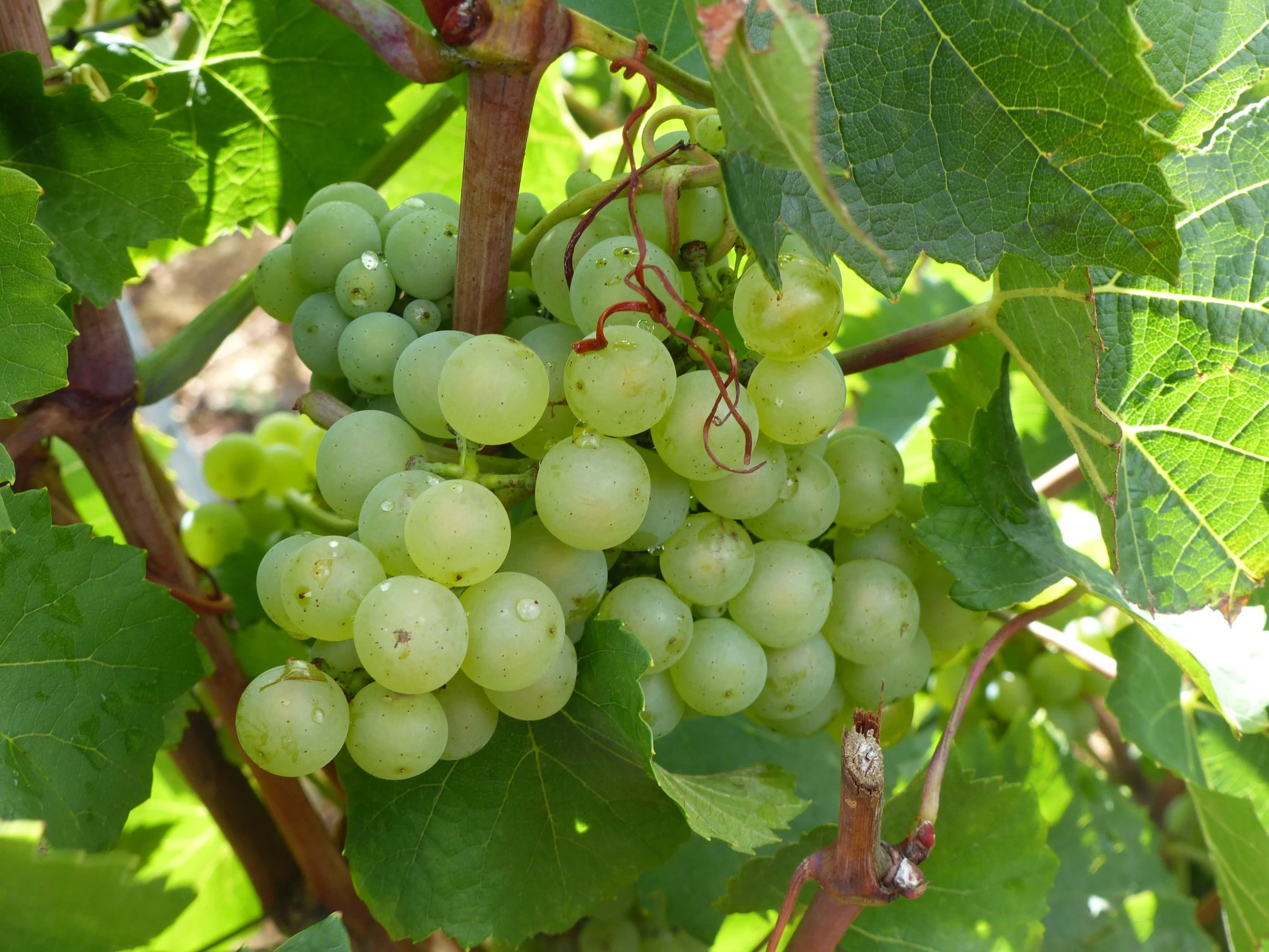 Vendanges