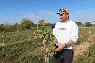 Pistachiers, grenadiers et oliviers s’implantent plus au nord