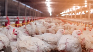 Un cas de grippe aviaire en Côte-d'Or