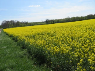 La FOP et Terres Innovia obtiennent la possibilité d'apport d'azote plus tardif sur le colza