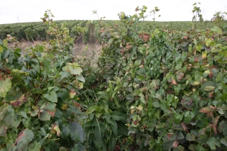 Lutter contre le mildiou avec moins de produits phyto