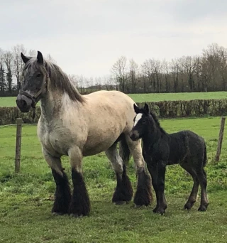 Népal de Cissey, né le 12 mars, appartenant à la SCEA Gaugey Père et Fils (Merceuil).