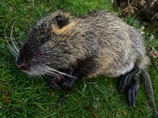 L'heure de la régulation