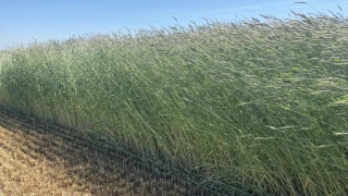 Des champs bien fournis