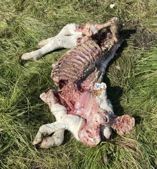 De quoi devenir cinglé