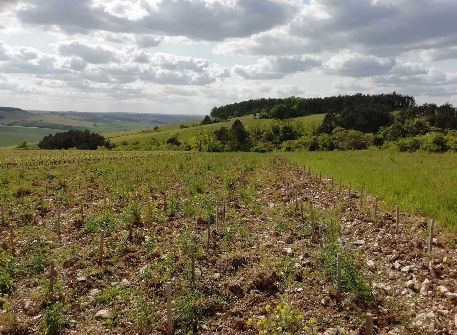 Viticulture