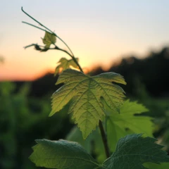 Vignes : les Préparations naturelles peu préoccupantes à la loupe