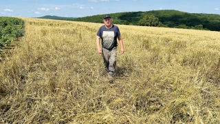 Le cochon est dans le blé