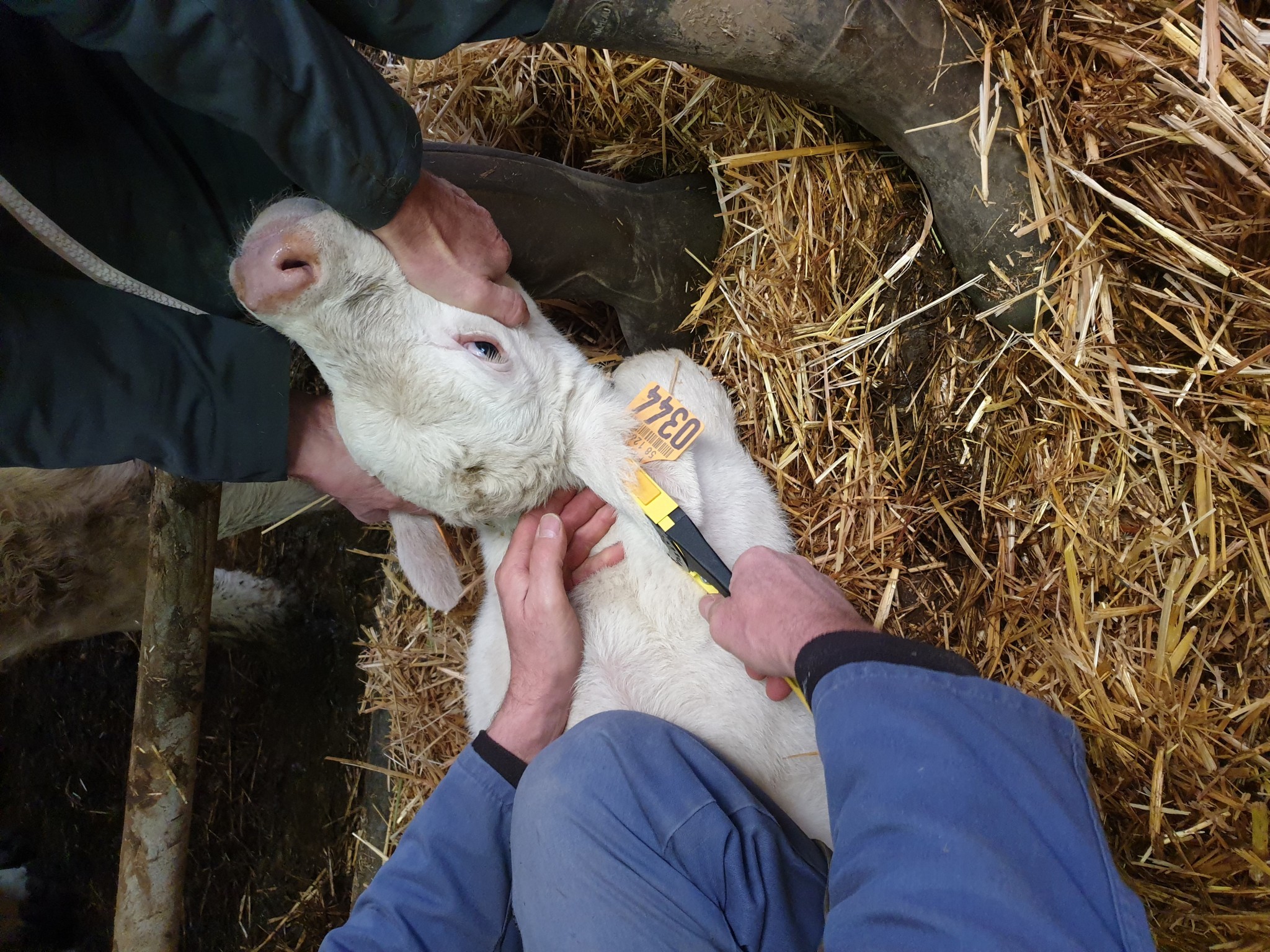 Prophylaxie BVD 2022-2023