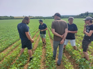 Des graines riches en protéines