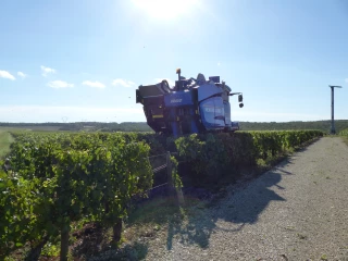 Vendanges