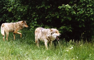 Réaction du député européen de Saône-et-Loire Jérémy Decerle sur la question du loup