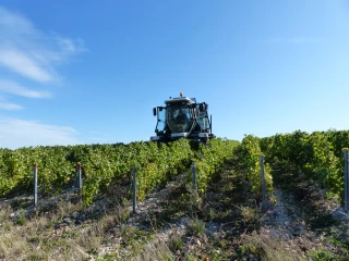 Vendanges