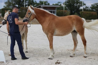 Bons résultats pour un élevage de Côte-d'Or aux championnats de France Haflinger