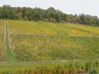 Dernier bilan des vendanges dans l'Yonne