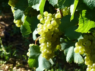 Vendanges