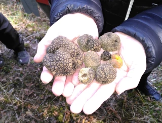 La truffe : l'or noir à envisager