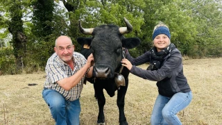 Connaissez-vous la vache de combat ?