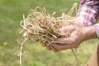 L'intérêt de la paille pour les niveaux de matière organique dans les sols