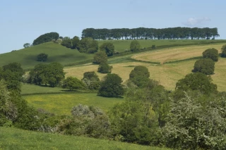 Dossier énergie : Engie s'intéresse à la biomasse des haies