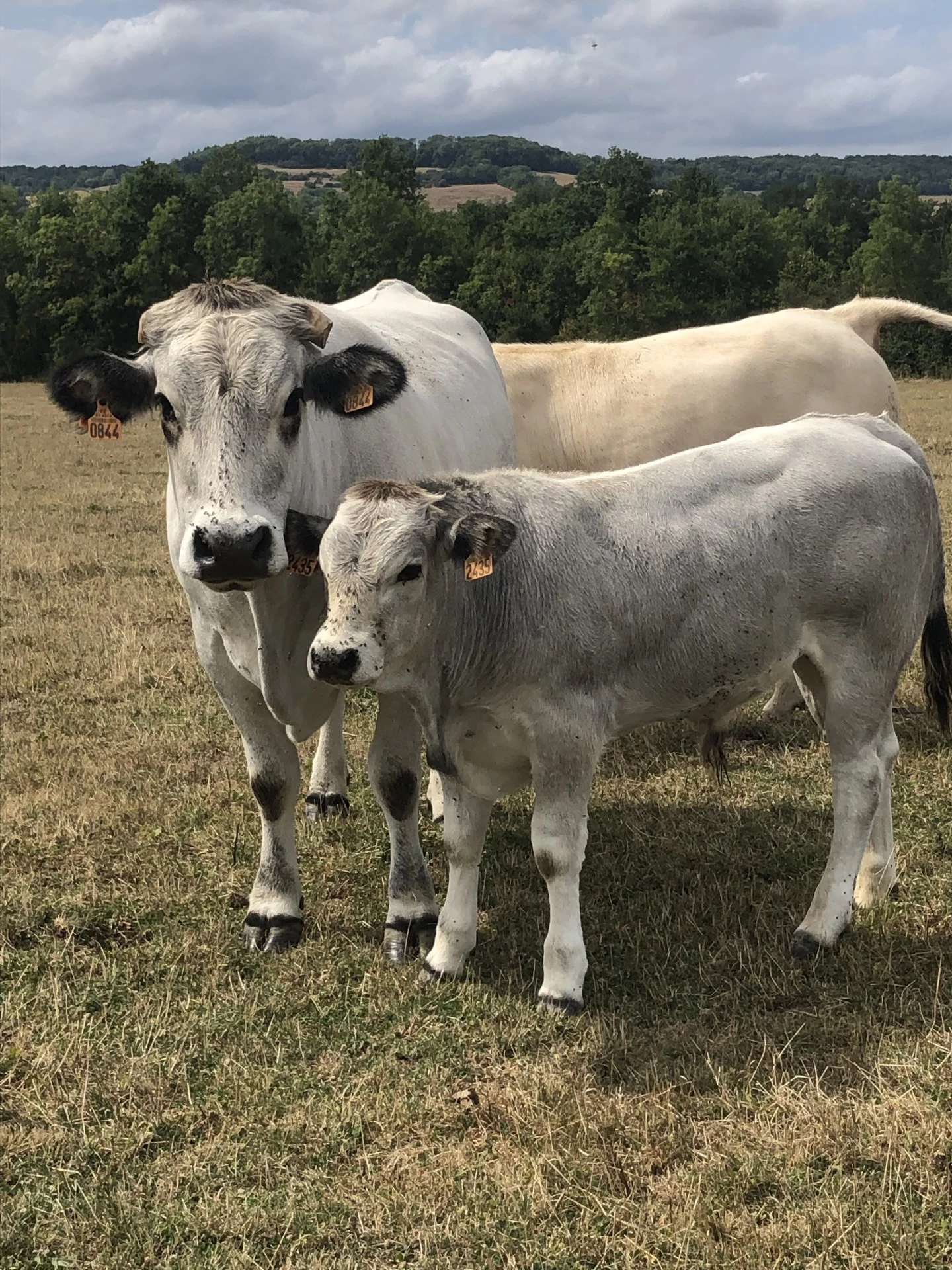 Une vache bien armée !