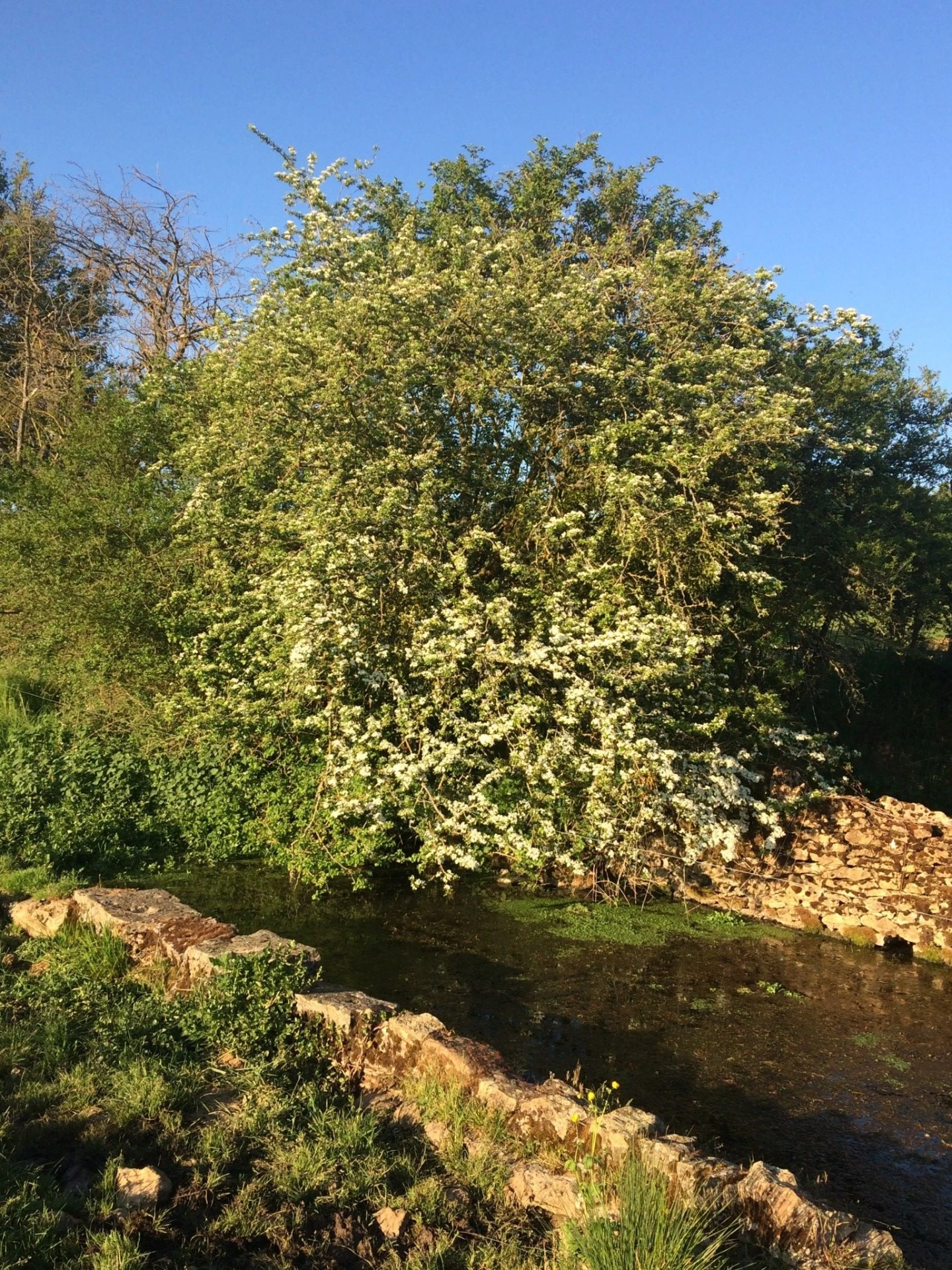Photo à mettre