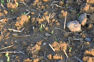 Gérer les adventices sur pois et féverole d’hiver