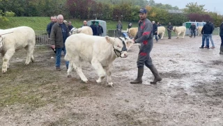 Quand les charolais plaisent à l'étranger