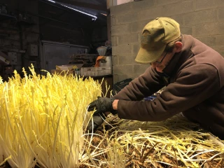 Pissenlit blanc, la salade du Dunkerquois