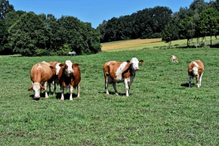 Évaluer le bien-être animal