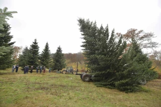 Le sapin de l'Élysée est coupé