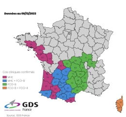 FCO 8 : vacciner son troupeau ?