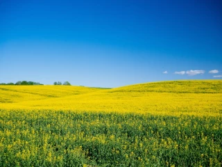 Le biofioul prêt à remplacer le fioul d'origine fossile