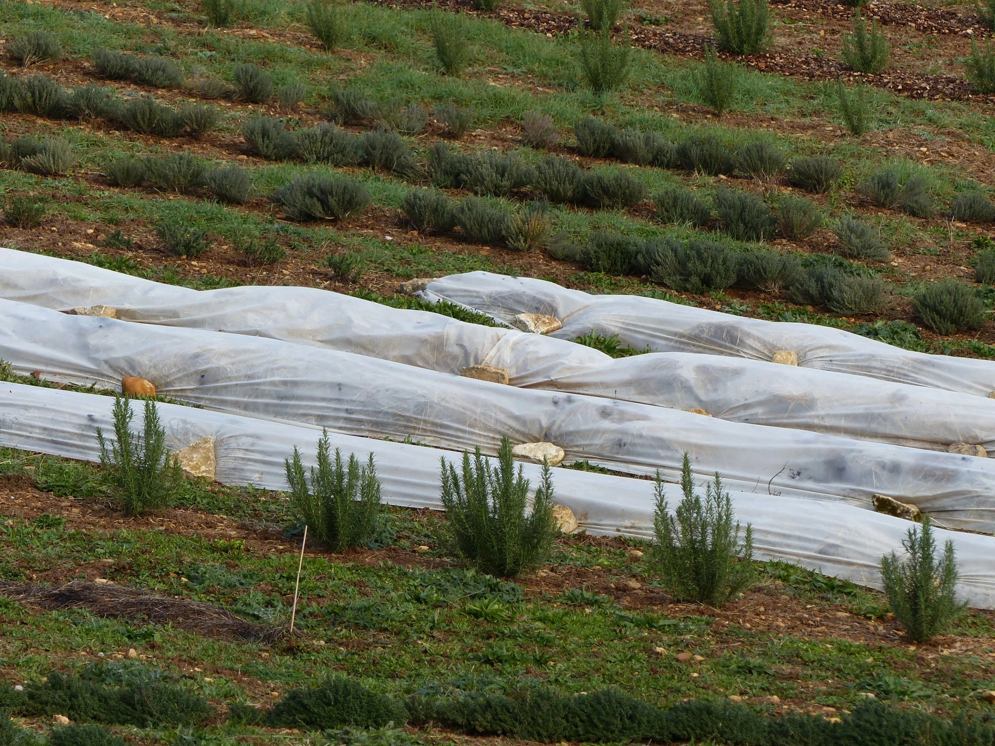 Plantes aromatiques