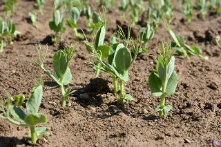 Combiner les moyens pour désherber le pois de printemps